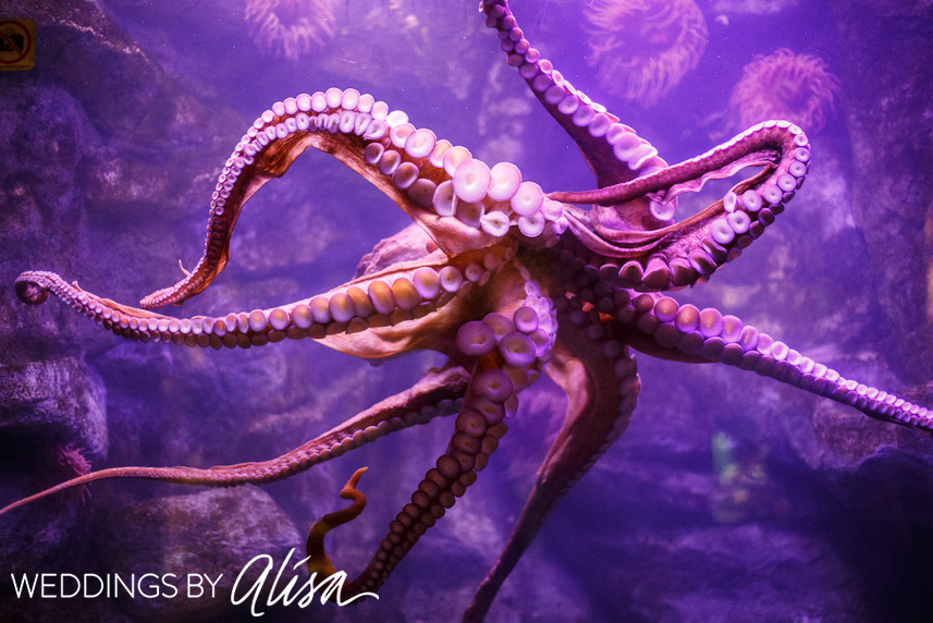 pittsburgh-zoo-wedding-photographers-41
